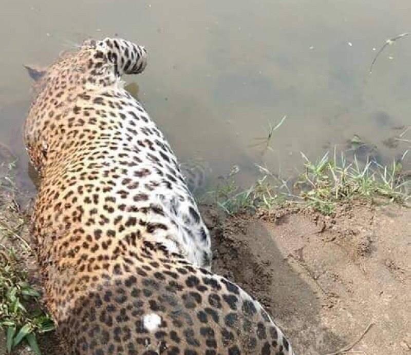 Sri Lanka Suspects Arrested Over Headless Leopard Found In