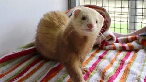 India- Five reasons why ferrets make good pets 
