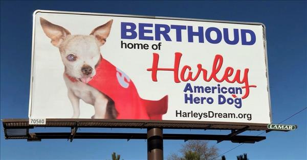 Colorado Based Puppy Mill Awareness Organization Harley S Dream