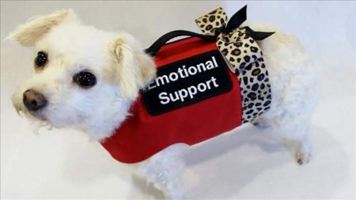 emotional support animal