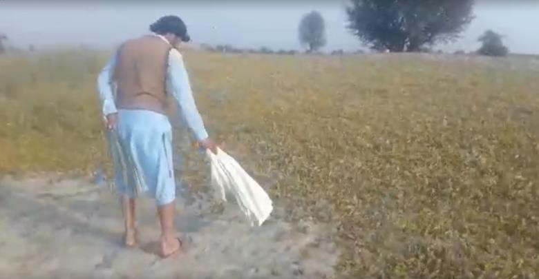 Pakistan- Locusts attack crops in Lakki Marwat again
