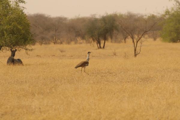 UAE- Success for Houbara Fund, Wildlife Institute of India in bustard conservation project