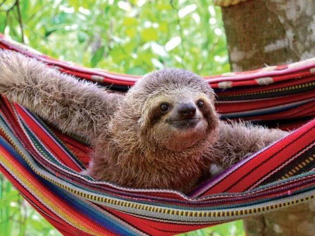 Costa Rica Sets an Example for the World With Its Sloth Sanc... 