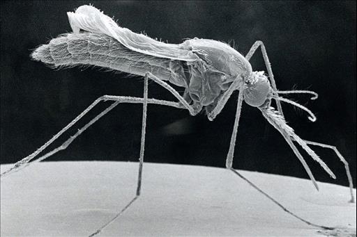 Breakthrough: microbe found to block the transmission of malaria