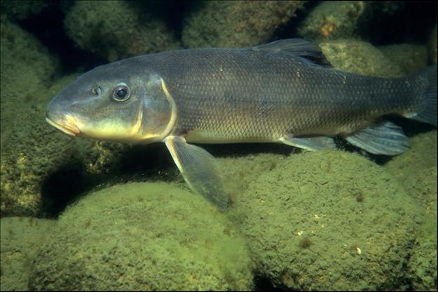 Fishing with Elders builds these children's Oji-Cree language, cultural ...