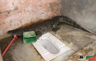 Crocodile found perched on toilet in UP villager's house