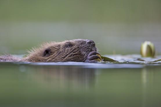 Call for fresh approach as Scotland's beaver killing season begins