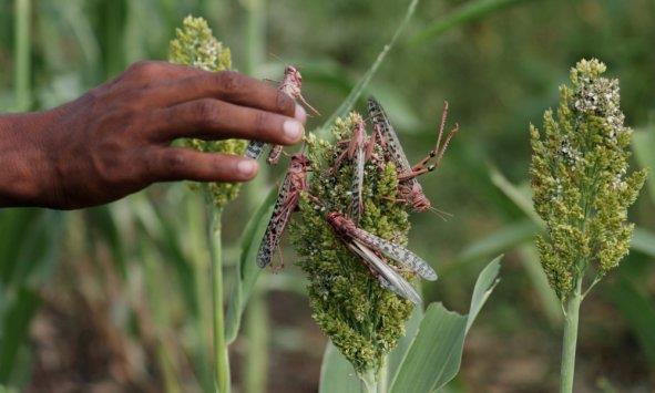 Desert locust is killing agricultural crops in Yemen, inflicting heavy losses on farmers: FAO