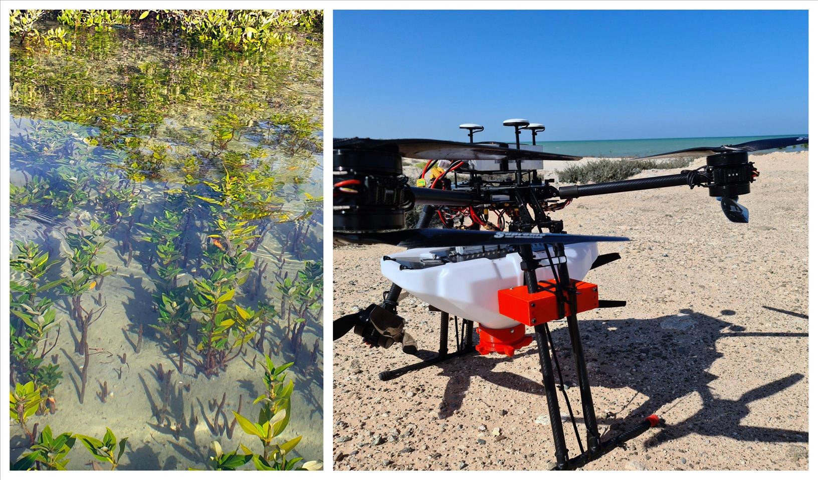 Abu Dhabi to use drones to plant mangrove seeds