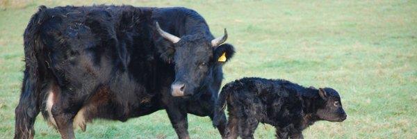 Proyecto de ley de agricultura del Reino Unido: cómo la agricultura y la silvicultura podrían coexistir felizmente