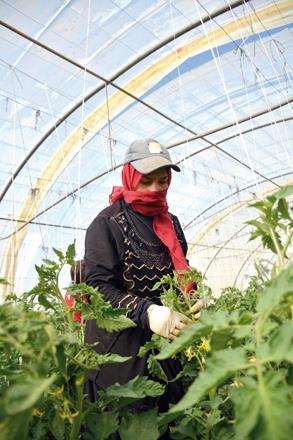 Jordan- Activists call for improved wages, decent working conditions for women workers in agriculture sector