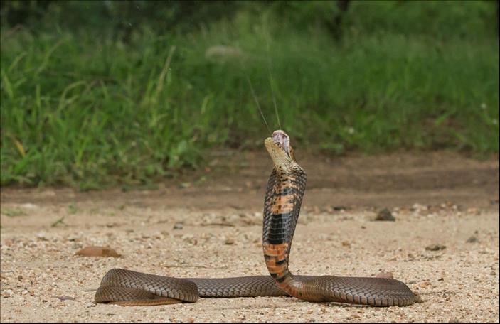 Spitting cobras may have evolved unique venom to defend from ancient ...