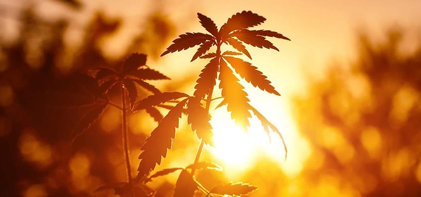 Could the U.S. See Federal Legalization of Cannabis in 2021? - Vimarsana News