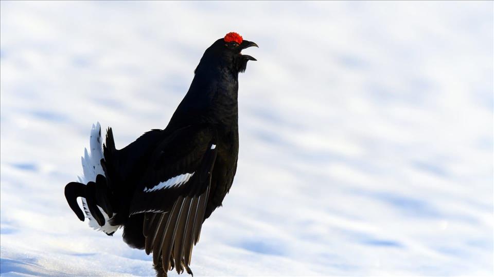 Switzerland- Cross-country skiers urged to respect animal zones - Vimarsana News