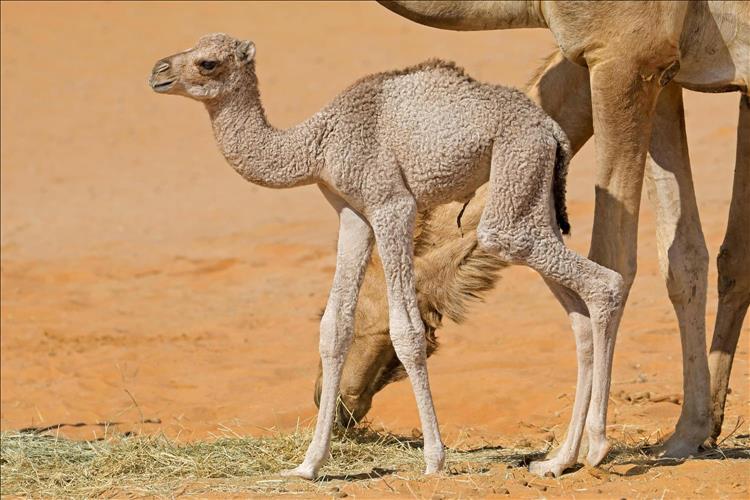UAE: Man arrested for stealing camel as gift for girlfriend - Vimarsana News