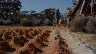 Torian Resources Limited (ASX:TNR) Mt Stirling Assays Confirm Significant Gold System Extension - Vimarsana News