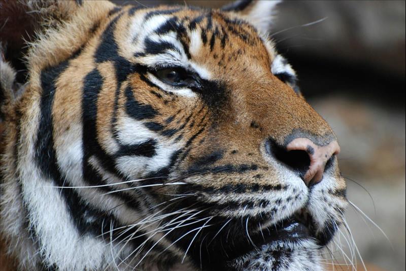 Myanmar's Stunning Biodiversity At Risk After Coup