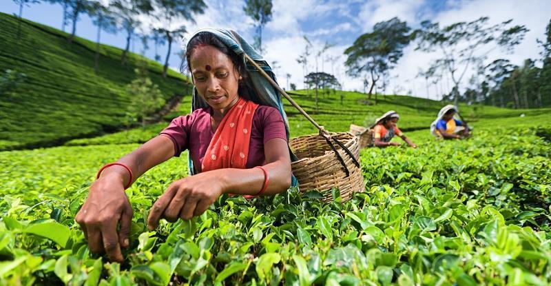 Sri Lanka- Plantation companies consider legal action on wage issue