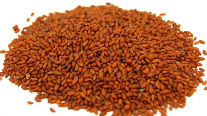 India- #HealthBytes: Here's why you should consume garden cress seeds