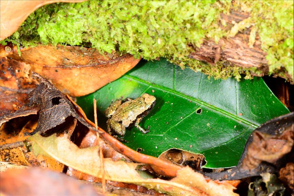 What Madagascar's amazing mini creatures tell us about evolution