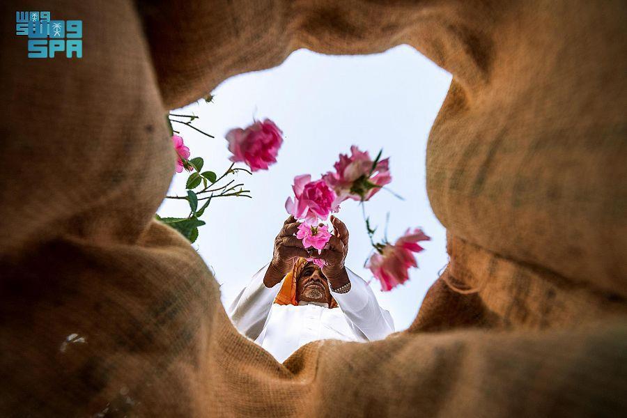Rose festival taif Saudi Rose