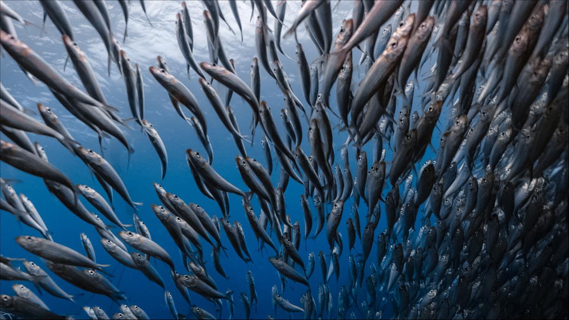 We tracked South Africa's sardine run over 66 years: here's what we found