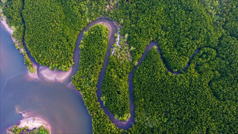 Satellite tech, forest guardians protect Vietnam''s mangroves