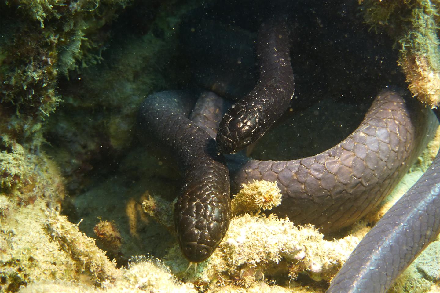 The sex life aquatic: how moving from land to water led to the surprisingly  touchy courtship