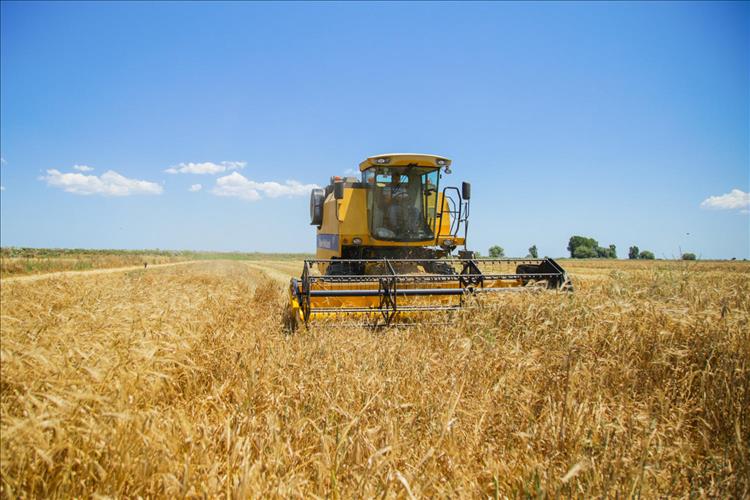 Azerbaijani Agriculture Ministry discloses volume of harvested grains