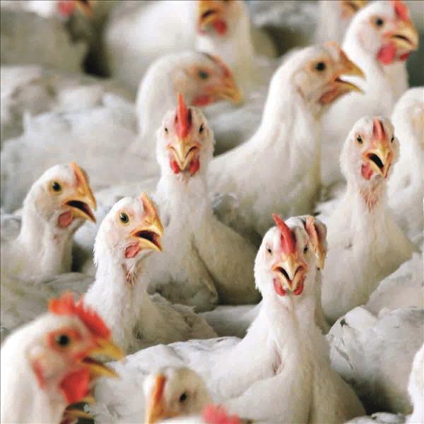 Avian flu hits Lesotho