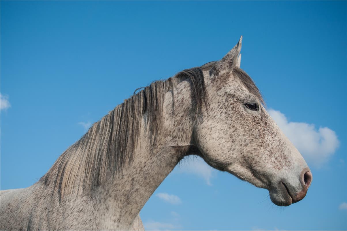 Utah Tourists Seeking Wild Horses Will Not Find the Onaqui Horses on the Range