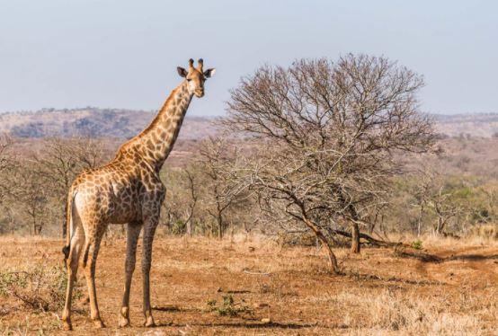 Giraffes stop reproducing early to care for grandchildren, study finds