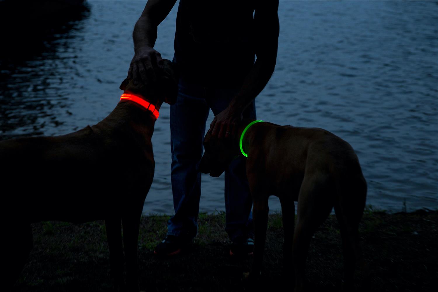 Mighty Paw Launches Lifesaving LED Safety Dog Collar & Necklace For Ultimate Visibility In Low Light Mighty Paw Launches Lifesaving LED Safety Dog Collar & Necklace For Ultimate Visibility In Low Light