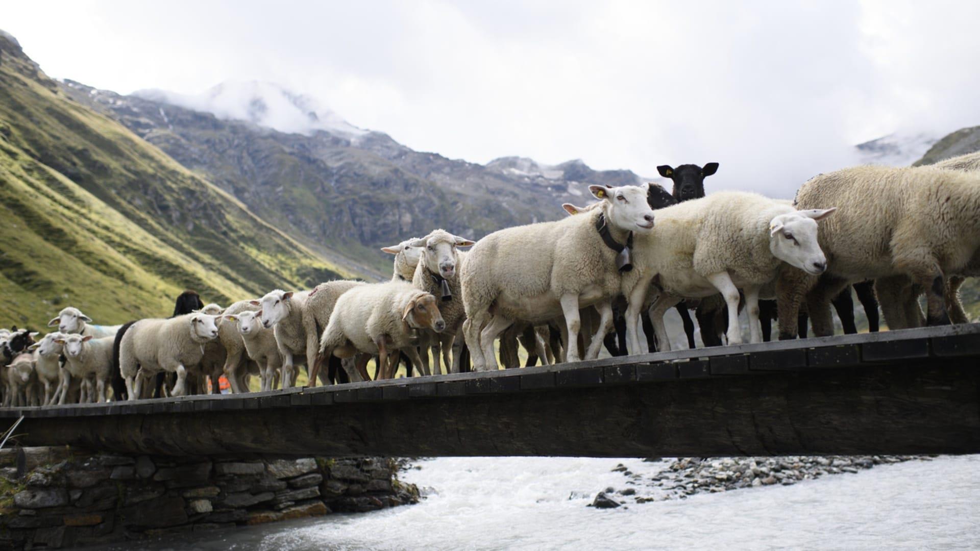 SCHWEIZ – Almbauern schlagen Alarm, wenn ihre Tiere…