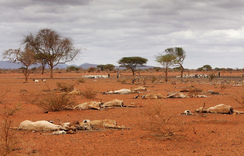 Scientists sound the alarm over drought in East Africa: what must happen next