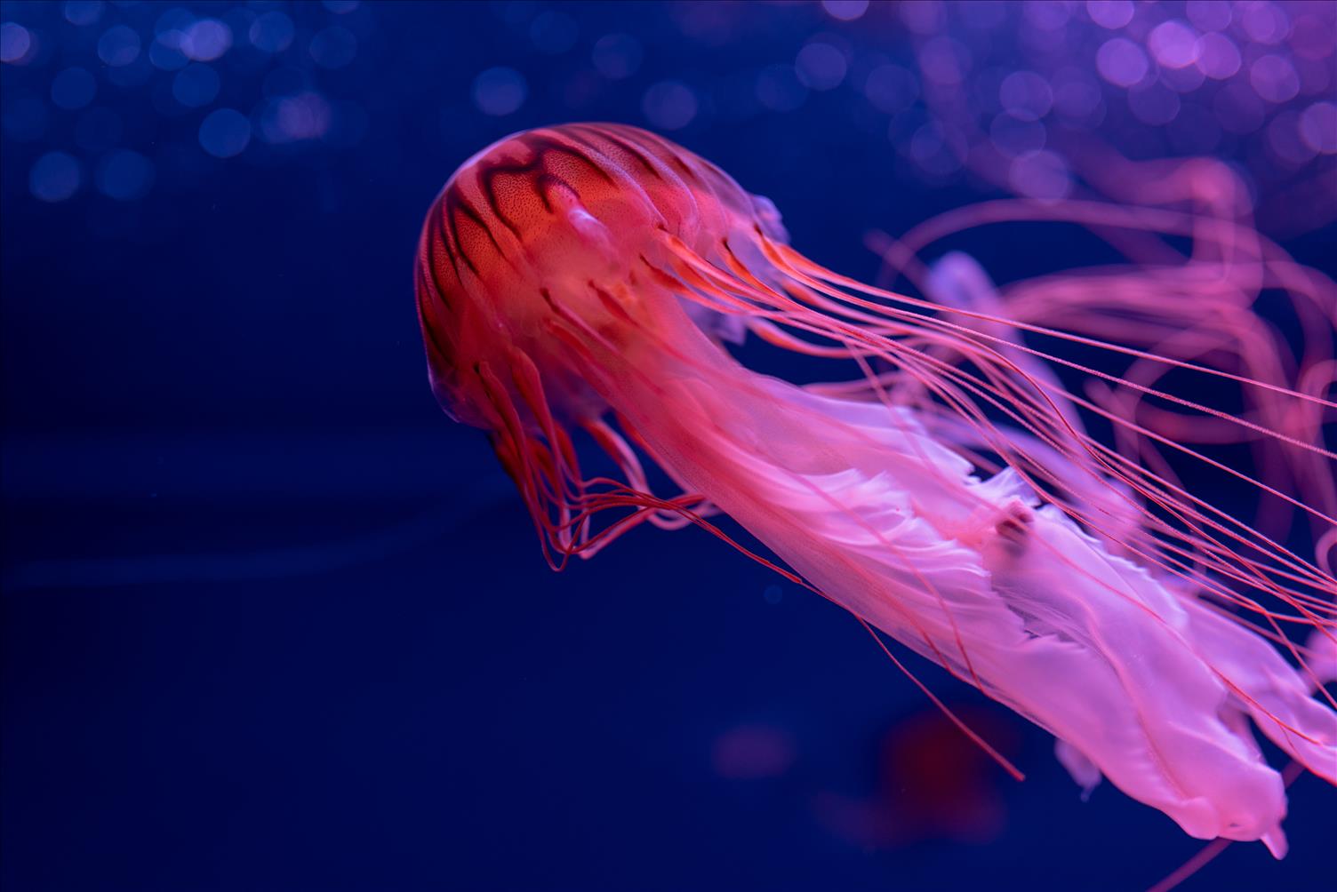 Curious Kids: How do jellyfish find their food -- and how do they poop ...