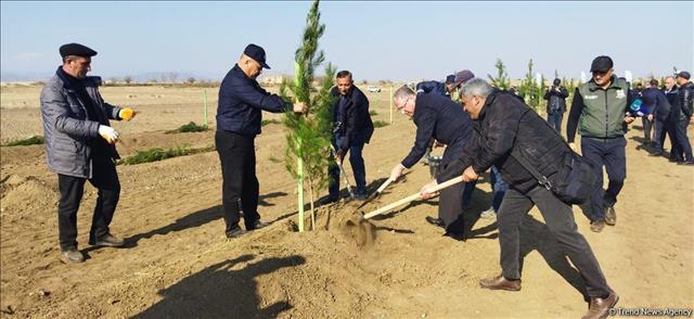 Tree planting held in Azerbaijan's liberated Aghdam