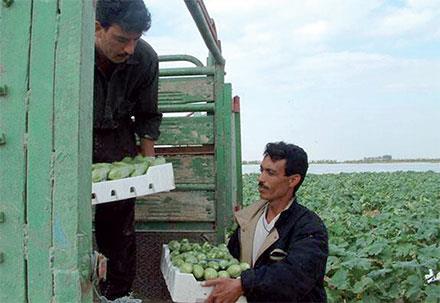 Jordan - Kingdom sees fall in vegetable exports — ITC