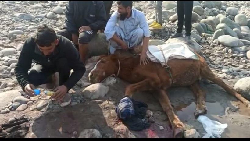 Horse Injured In Landmine Blast In Poonch