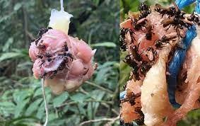“Vulture Bees”: The Peculiar Species Discovered in Costa Rica.