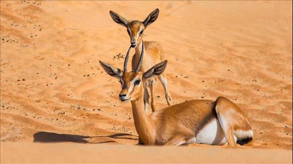 UAE: New law regulating wildlife hunting