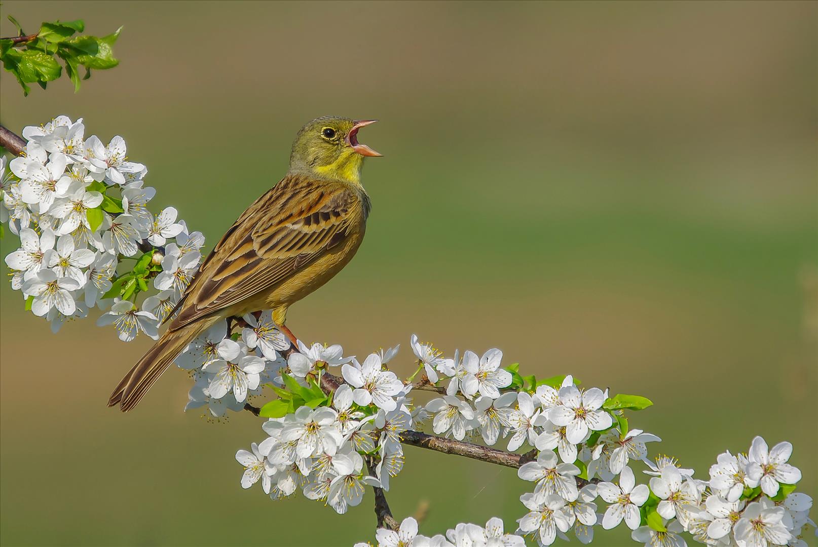 We reconstructed birdsong soundscapes from over 200,000 places: and they're all getting quieter