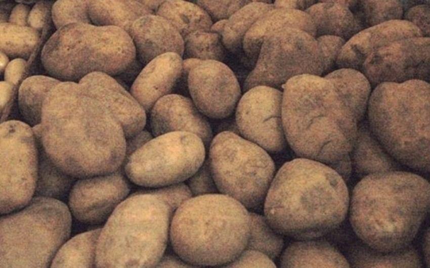 Azerbaijan discloses volume of contaminated potatoes returned to Georgia