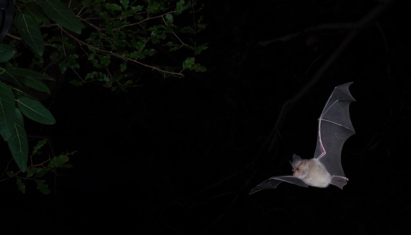 South Africa's cave-dwelling bats need more protection -- to keep people safe too