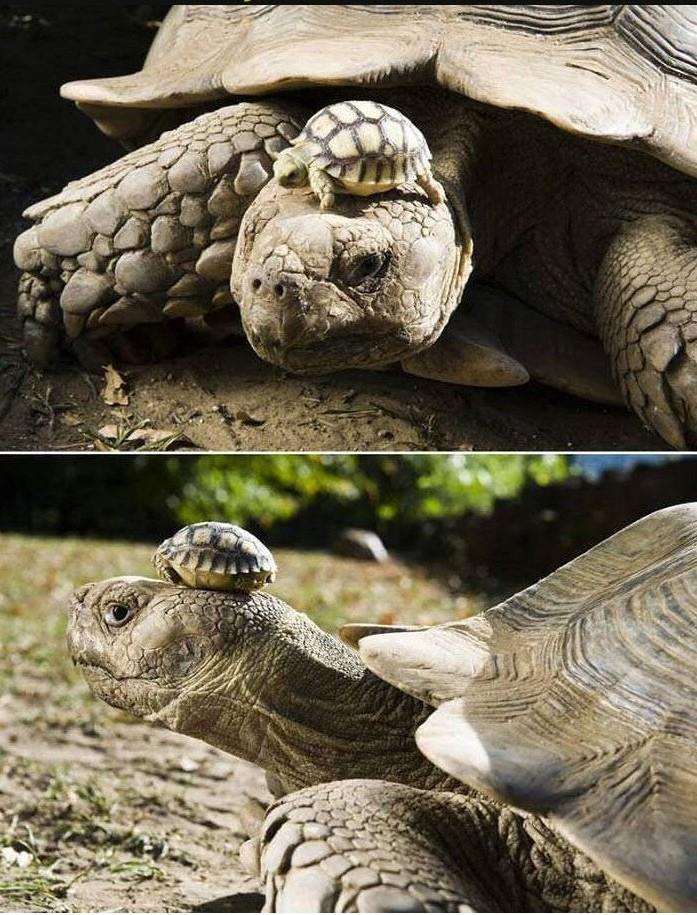 Afghanistan - 140-Year-Old Tortoise wearing her 4 day-Old baby as a Hat