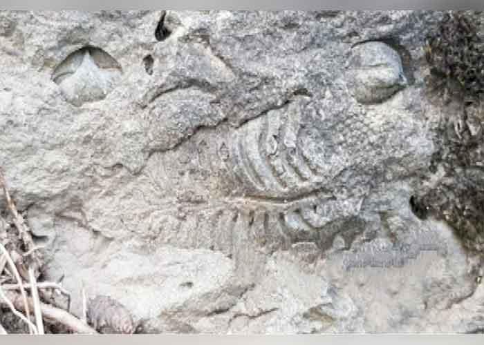 Seven More Fossil Sites Discovered In South Kashmir