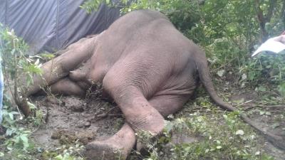  93 elephants electrocuted in TN in last 10 yrs, says RTI activist 