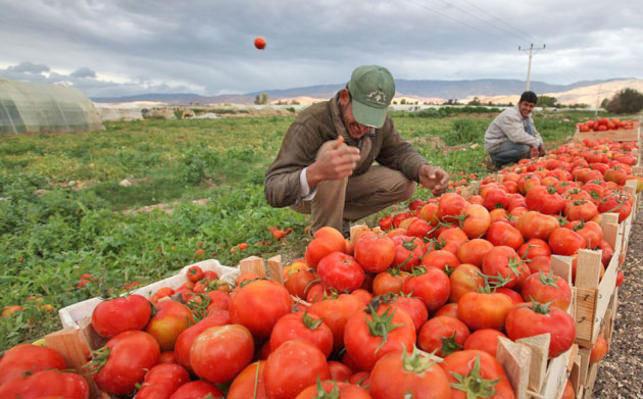 Jordan - Water scarcity, increasing expenses add to farmers' mounting challenges