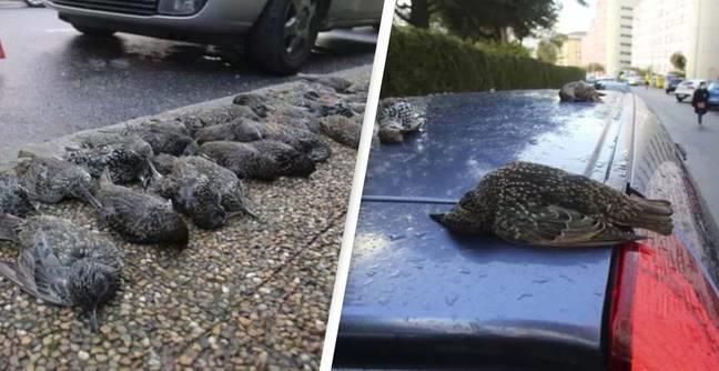 Afghanistan - 200 birds fall dead from the sky like rain in Spain