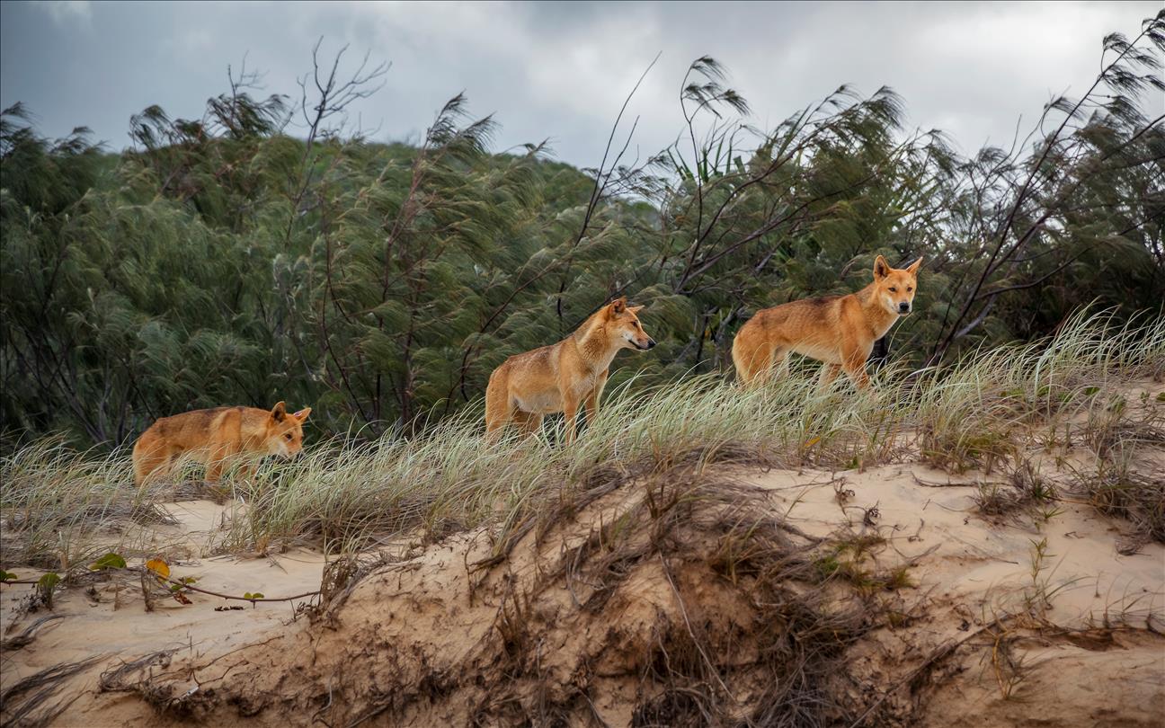 Why dingoes should be considered native to mainland Australia  even though humans introduced them